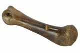 Theropod Toe Bone - Montana #97393-2